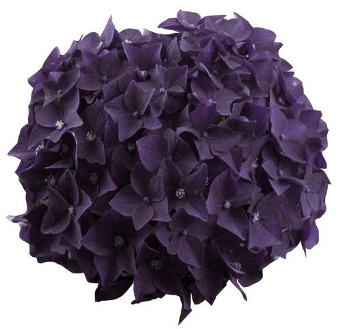 Hortensia Deep Purple Dance (Hydrangea 'Music Collection') 5 Hortensia Deep Purple Dance (Hydrangea 'Music Collection') - Image 3