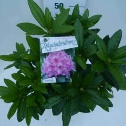 Rhododendron (Rhododendron 'Delta') -Garden Plants Series Store delta c5 boven 1