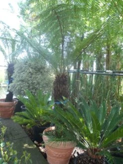 Grote Boomvaren (Dicksonia Antarctica) -Garden Plants Series Store dicksonia antarctica 100 120stam 1 1