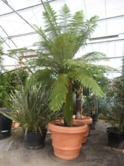 Grote Boomvaren (Dicksonia Antarctica) -Garden Plants Series Store dicksonia antarctica 160stam extra 1 1
