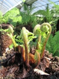 Grote Boomvaren (Dicksonia Antarctica) -Garden Plants Series Store dicksonia antarctica 3 1 1