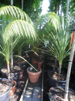 Grote Boomvaren (Dicksonia Antarctica) -Garden Plants Series Store dicksonia antarctica 40stam cont. 1 1