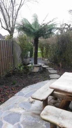 Grote Boomvaren (Dicksonia Antarctica) -Garden Plants Series Store dicksonia antartica 1 1