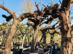 Druif, Op Stam (Vitis Vinifera) -Garden Plants Series Store druifopstamvitisvinifera01 2