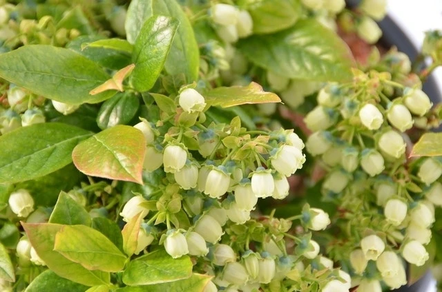 BerryBux Blauwe Bes (Vaccinium Angustifolium ’BerryBux') 4 BerryBux Blauwe Bes (Vaccinium Angustifolium ’BerryBux') - Image 2