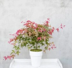 Japanse Esdoorn (Acer Palmatum 'Beni-maiko') -Garden Plants Series Store dsc 8150benimaiko 1