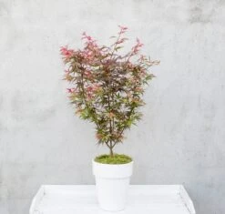 Japanse Esdoorn (Acer Palmatum 'Shaina') -Garden Plants Series Store dsc 8156