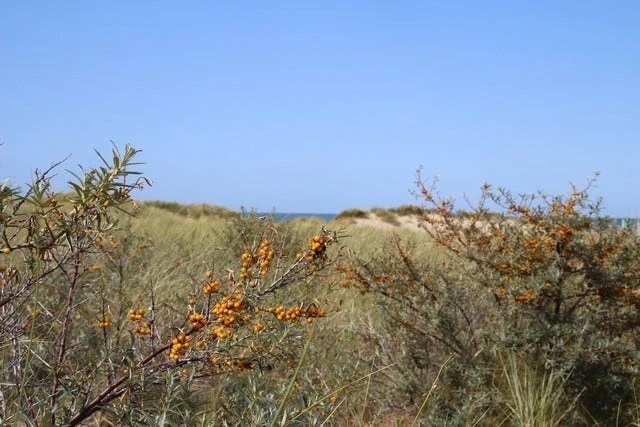 Duindoorn (Hippophae Rhamnoides) 6 Duindoorn (Hippophae Rhamnoides) - Image 4