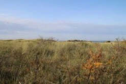 Duindoorn (Hippophae Rhamnoides) 13 Duindoorn (Hippophae Rhamnoides) -Garden Plants Series Store duindoorn 2 1