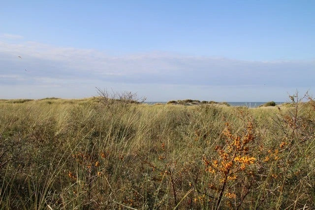 Duindoorn (Hippophae Rhamnoides) 7 Duindoorn (Hippophae Rhamnoides) - Image 5