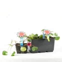 Waterlelie (Nymphaea 'Laydekeri Lilacea') -Garden Plants Series Store e 11970 p11w nymphaea laydekeri lilacea tb