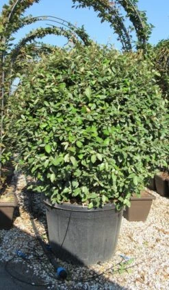 Olijfwilg Als Bol (Elaeagnus Ebbingei 'Compacta') -Garden Plants Series Store elaeagnus ebbingei 100 110 bol