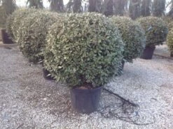 Olijfwilg Als Bol (Elaeagnus Ebbingei 'Compacta') -Garden Plants Series Store elaeagnus ebbingei 100 110cm bol