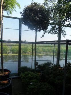 Olijfwilg Als Boom (Elaeagnus Ebbingei) -Garden Plants Series Store elaeagnus ebbingei 12 14ho cont