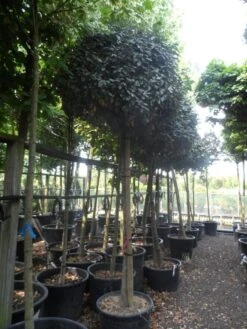 Olijfwilg Op Stam (Elaeagnus Ebbingei) -Garden Plants Series Store elaeagnus ebbingei 14 16 18ho c130