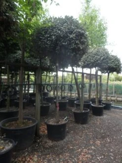 Olijfwilg Als Boom (Elaeagnus Ebbingei) -Garden Plants Series Store elaeagnus ebbingei 14 16 18ho c130 2