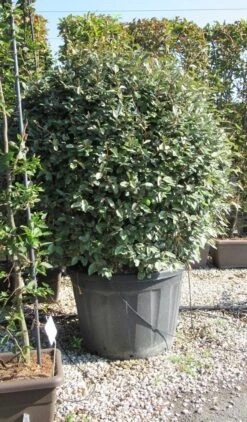 Olijfwilg Als Bol (Elaeagnus Ebbingei 'Compacta') -Garden Plants Series Store elaeagnus ebbingei bol