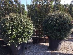 Olijfwilg Als Bol (Elaeagnus Ebbingei 'Compacta') -Garden Plants Series Store elaeagnus ebbingei bol 100 110