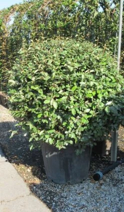 Olijfwilg Als Bol (Elaeagnus Ebbingei 'Compacta') -Garden Plants Series Store elaeagnus ebbingei bol 3
