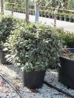 Olijfwilg Als Bol (Elaeagnus Ebbingei 'Compacta') -Garden Plants Series Store elaeagnus ebbingei bol 70 cm