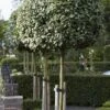 Olijfwilg Als Boom (Elaeagnus Ebbingei) -Garden Plants Series Store elaeagnus x ebbingei01
