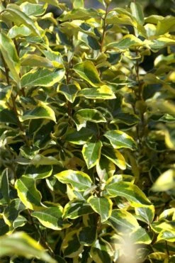 Bontbladige Olijfwilg Als Boom (Elaeagnus Ebbingei 'Gilt Edge') -Garden Plants Series Store elaeagnusgiltedgev01
