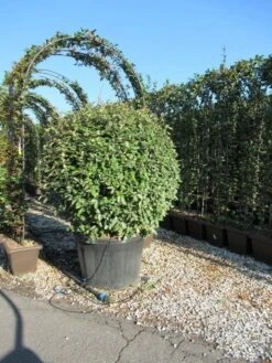 Olijfwilg Als Bol (Elaeagnus Ebbingei 'Compacta') -Garden Plants Series Store eleagnus ebbingei bol 110 cm