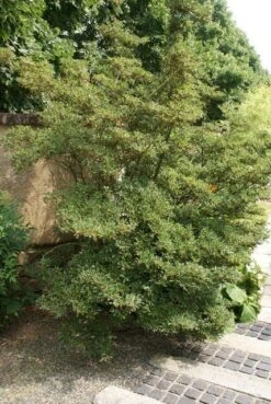 Pronkklokje (Enkianthus Campanulatus) -Garden Plants Series Store enkianthus campanulatus