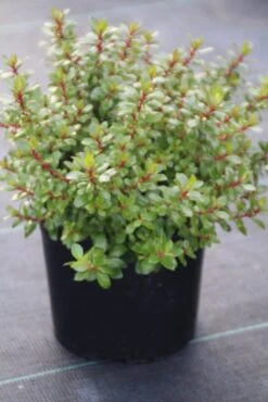 Escallonia (Escallonia 'Red Dream') -Garden Plants Series Store escallonia red dream 1