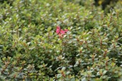 Escallonia (Escallonia 'Red Dream') -Garden Plants Series Store escallonia red dream 3