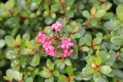 Escallonia (Escallonia 'Red Dream') -Garden Plants Series Store escallonia red dream 4