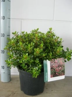 Escallonia (Escallonia 'Red Dream') -Garden Plants Series Store escallonia red dream c3 21 07 2015