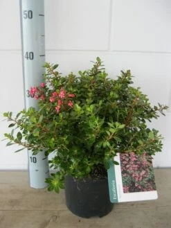 Escallonia (Escallonia 'Red Dream') -Garden Plants Series Store escalonia red dream c3 20 08 2017