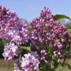 Sering (Syringa Vulgaris Hyacinthiflora 'Esther Staley') -Garden Plants Series Store esther staley