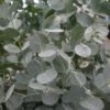Winterharde Eucalyptus (Eucalyptus Gunnii 'Azura') -Garden Plants Series Store eucalyptus azura zoom