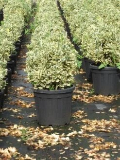 Kardinaalshoed Als Bol (Euonymus Japonicus 'Bravo') -Garden Plants Series Store euonymus japonicus bravo 1