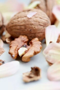 Grote Walnoot (Juglans Regia) -Garden Plants Series Store eyma01756 1