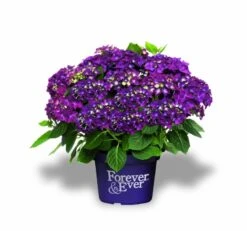 Hortensia Paars (Hydrangea 'Forever&Ever') -Garden Plants Series Store f e packshot purple rgb 1