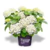 Hortensia Wit (Hydrangea 'Forever&Ever') -Garden Plants Series Store f e packshot white rgb 2