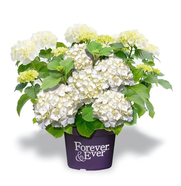 Hortensia Wit (Hydrangea 'Forever&Ever') 3 Hortensia Wit (Hydrangea 'Forever&Ever')