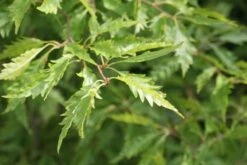 Varenbeuk (Fagus Syvatica 'Asplenifolia' ) -Garden Plants Series Store fagus syl. aspleniifolia 1 1