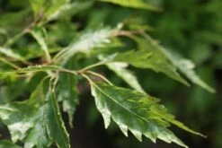 Varenbeuk (Fagus Syvatica 'Asplenifolia' ) -Garden Plants Series Store fagus syl. aspleniifolia 3