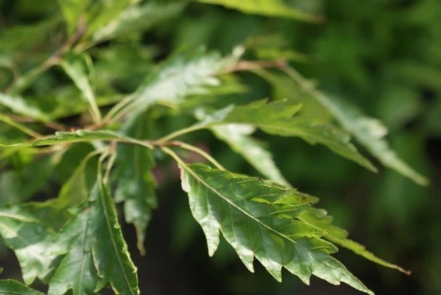 Varenbeuk (Fagus Syvatica 'Asplenifolia' ) 7 Varenbeuk (Fagus Syvatica 'Asplenifolia' ) - Image 5