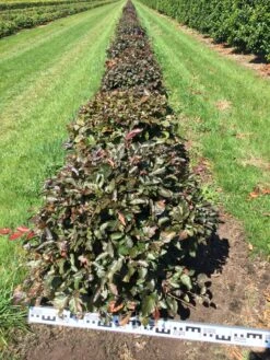 Rode Beuk Als Bolvorm (Fagus Sylvatica 'Atropunicea') -Garden Plants Series Store fagus syl. atropunicea 60 cm breed platte bol drkl