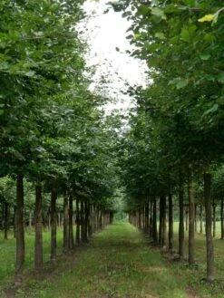 Grote Beuk (Fagus Sylvatica) -Garden Plants Series Store fagus sylvatica s 25 30