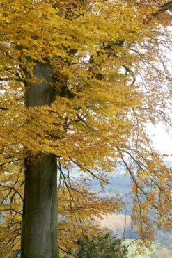 Beukenboom (Fagus Sylvatica) -Garden Plants Series Store fagus sylvatica02 1