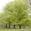 Beukenboom (Fagus Sylvatica) -Garden Plants Series Store fagus sylvatica 1 1