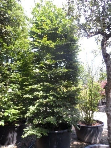 Beukenboom (Fagus Sylvatica) 11 Beukenboom (Fagus Sylvatica) - Image 9