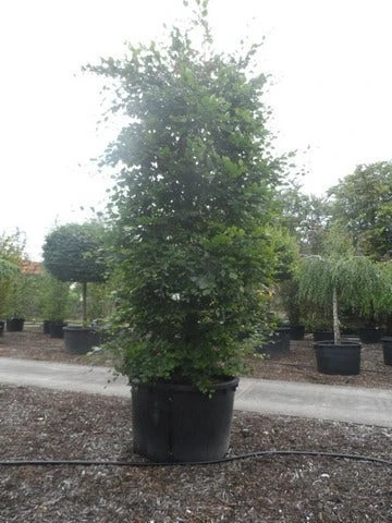 Beukenboom (Fagus Sylvatica) 12 Beukenboom (Fagus Sylvatica) - Image 10