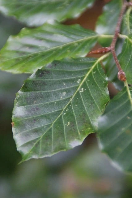 Beukenboom (Fagus Sylvatica) 6 Beukenboom (Fagus Sylvatica) - Image 4